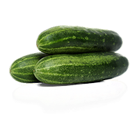 pickling cucumber