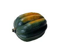 Acorn Squash