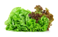 lettuce