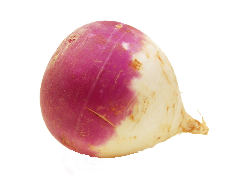 Turnip Root